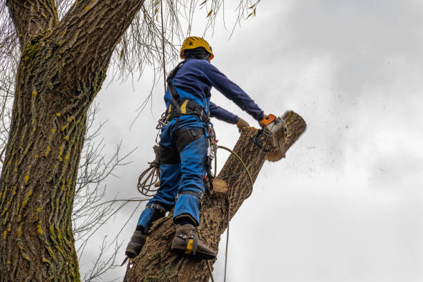 Best Seasonal Cleanup (Spring/Fall)  in Fox Island, WA